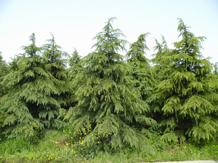 Cedrus libani seed BELL Garden Company,Wholesale Plant seeds,Alive